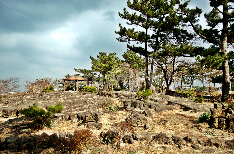 너븐숭이,제주,43사건,유적,학살,정자,북촌리,제주도,jeju,jeju island,tree,나무,plant,식물,ground,바닥