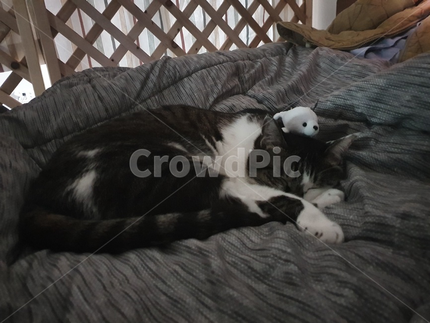 고양이,낮잠,휴식,cat,반려묘,광합성,animal,포유류,mammal,pet,애완동물
