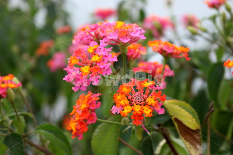 란타나,꽃,란타나꽃,식물,나무,자연,마편초과,식물원,식물,자연,plants,nature,꽃,flower
