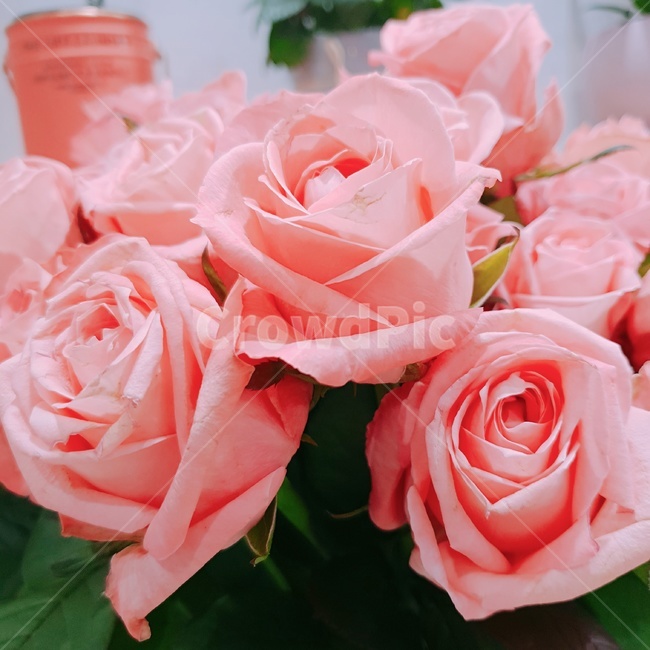 장미,rose,pinkrose,pinkrose,분홍장미,꽃,핑크장미,식물,생화,아름다운,beautiful,아름답다,꽃잎,petal,floralleaf,분홍색,분홍,핑크,식물,자연,plants,nature,꽃,flower