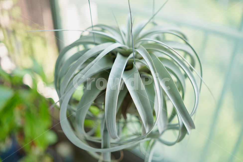 틸란드시아,녹색,빛,식물,세로그라피카,green,tilandsia,plant,sunny,식물,자연,plants,nature,실내용화초,화분,화초,house plant,감성,sensible,feeling,인테리어,실내디자인,interior design