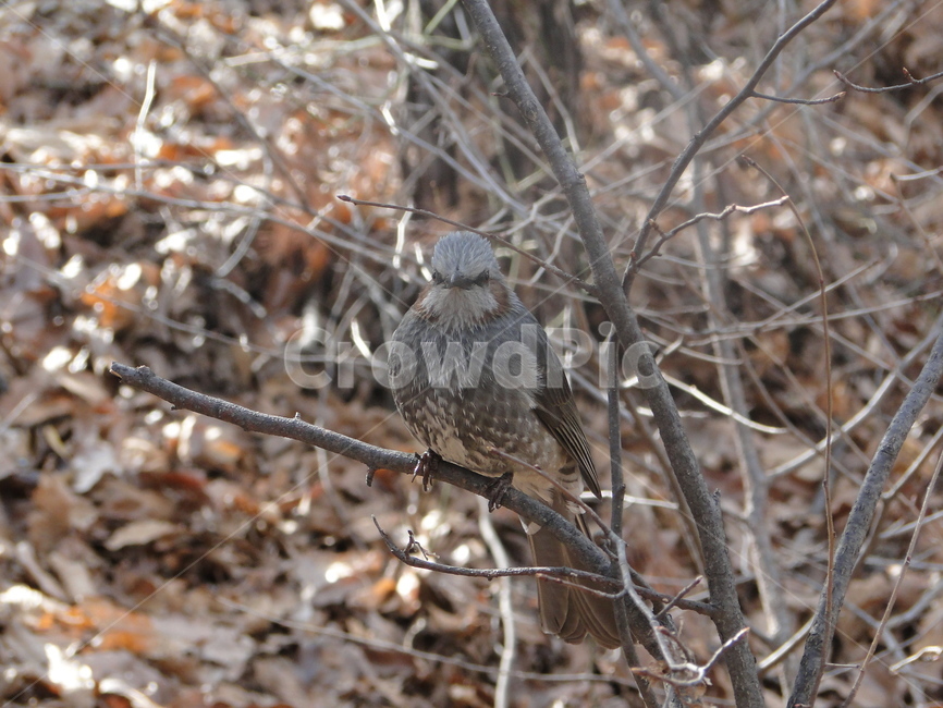 새,참새,동물,bird,animal