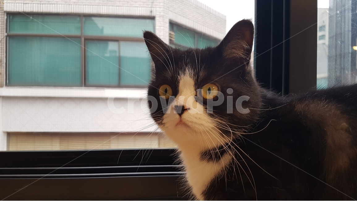 고양이,동물,cat,애완동물,턱시도,검은고양이,턱시도고양이,animal,반려묘,냥이,kitten,kitty,동물,animal,포유류,mammal,고양이,cat,kitten,kitty