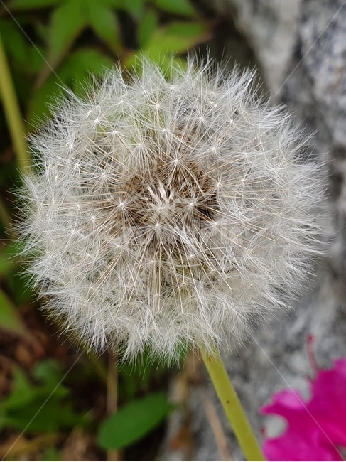 꽃,민들레,flower,봄,자연,식물,자연,plants,nature,꽃,flower