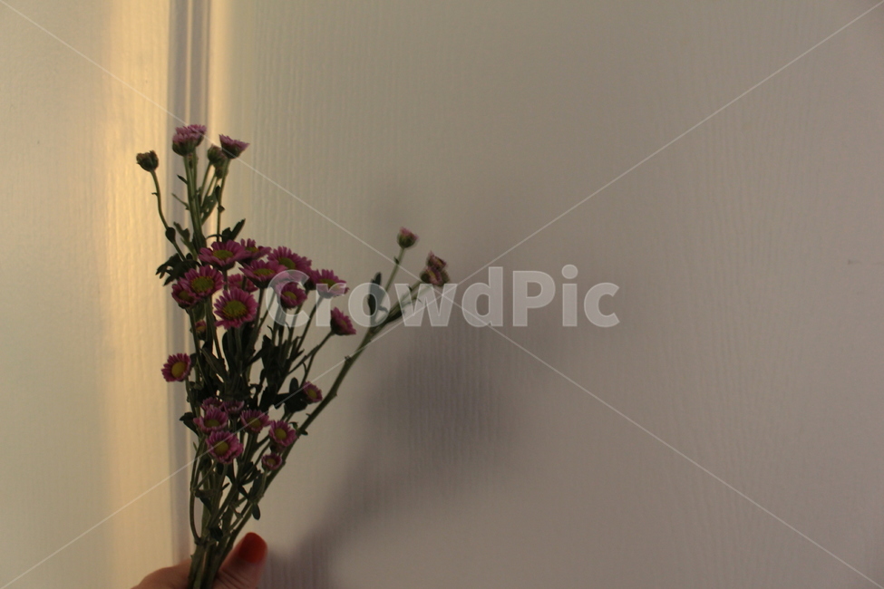 국화,plant,식물,flowerarrangement,flower,blossom