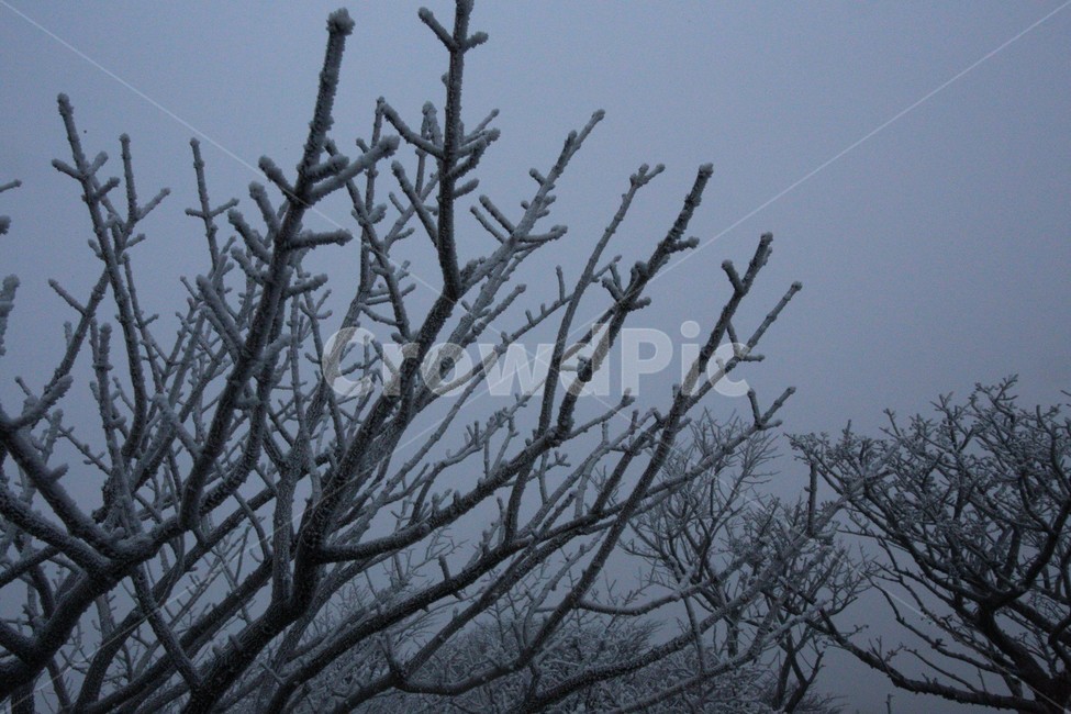 한라산,제주도,산,상고대,자연,숲,나무,겨울,눈,눈꽃,snow,식물,자연,plants,nature,나무,trees,wood