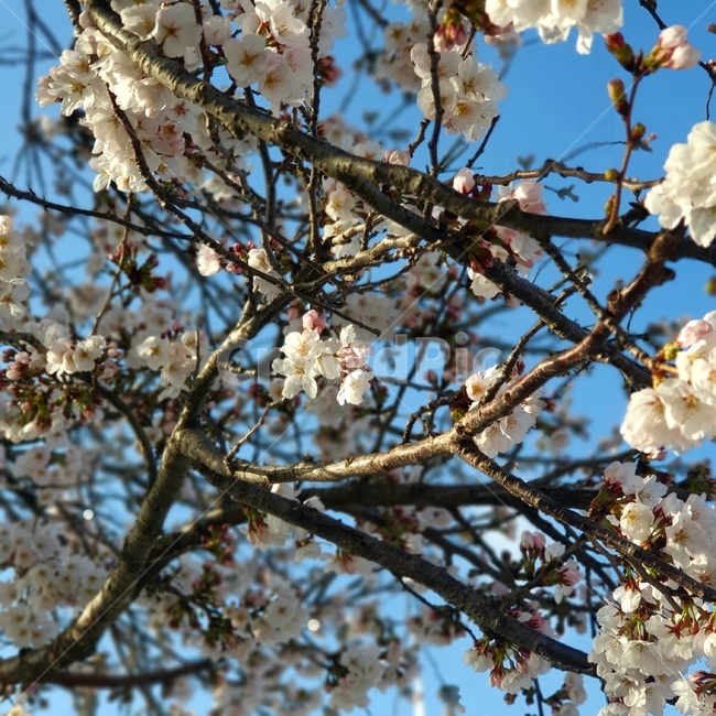 벚꽃,자연,blossom,cherryblossom,꽃,식물,plant