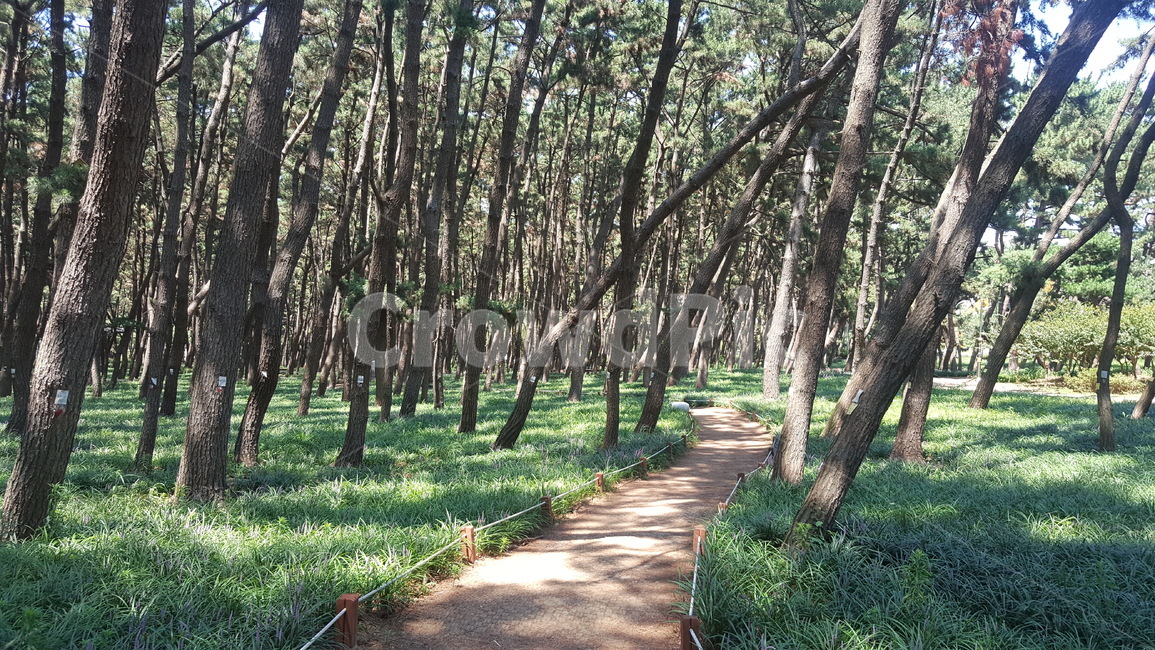 소나무,나무,흙길,산책,해송,자연,풍경,nature,landscape,식물,plants,나무,trees,wood