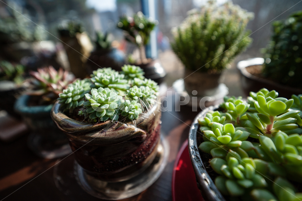 식물,창가,빛,다육식물,botanical,plant,식물,자연,plants,nature