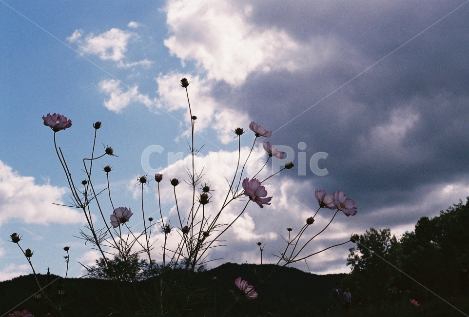 코스모스,무섬마을,여행,하늘,가을,꽃,NikonEM,가을,계절,fall,autumn,season,식물,자연,plants,nature,꽃,flower,plant,weather,날씨