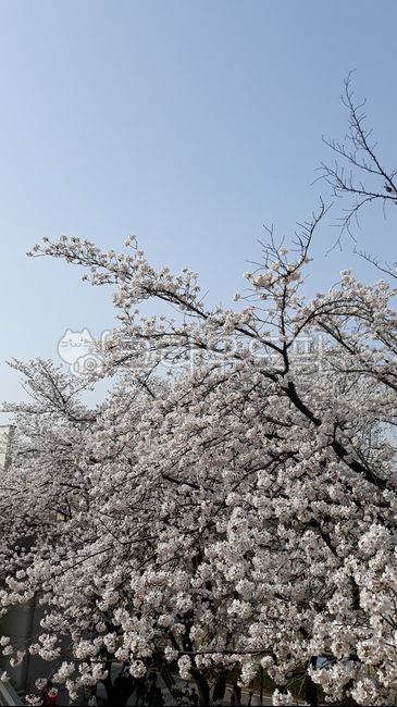 봄,봄나무,봄꽃,나무,꽃,하얀꽃,벚꽃,꽃길,plant,식물,flower,blossom,cherryblossom,spring