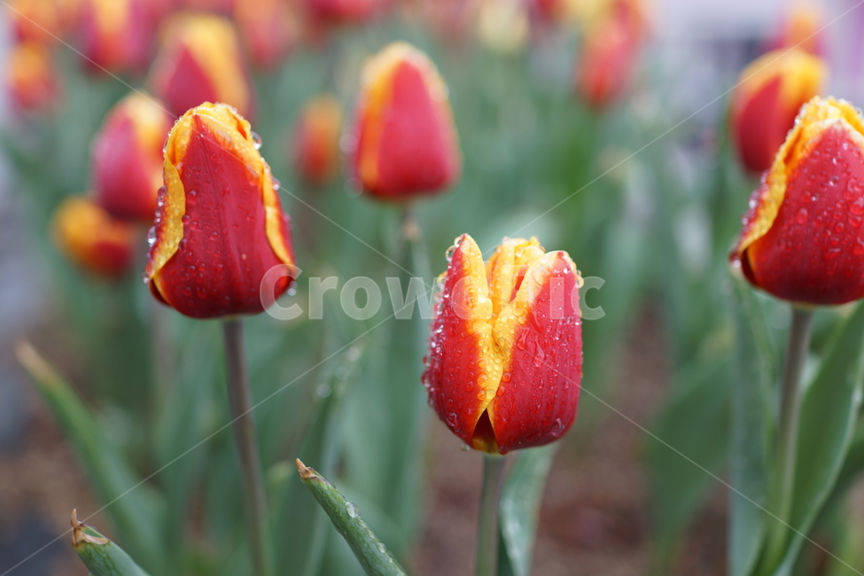 튤립,꽃,봄,비,물방울,자연,정원,봄,계절,spring,season,식물,자연,plants,nature,꽃,flower,plant,blossom