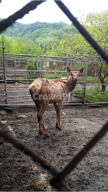 사슴,사슴농장,농장,철창,우리,deer,animal,동물,animal,포유류,mammal,산업,industry,industrial,목축업,목장,livestock farming,ranching,pasture