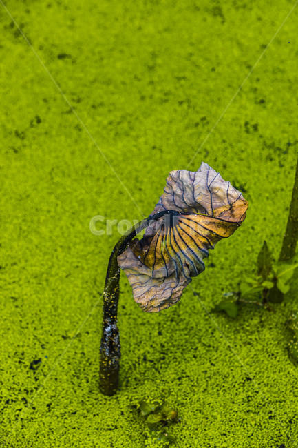 개구리밥,연잎,연,식물,감성,자연,관곡지,습지,식물,자연,plants,nature