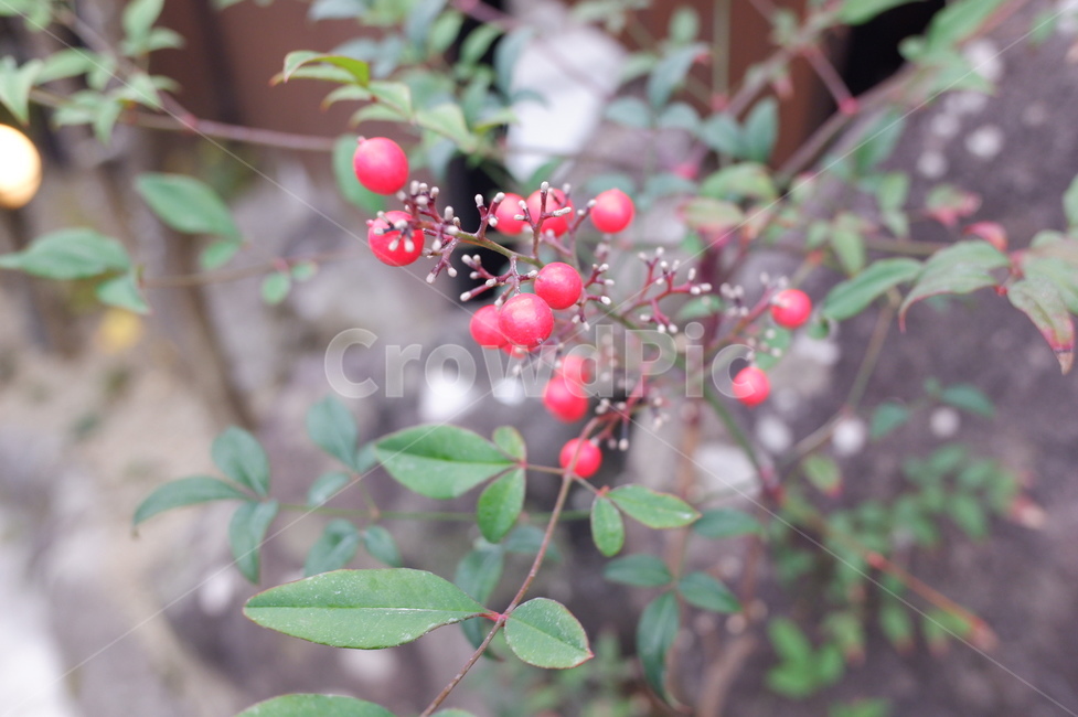 plant,식물,food,열매,fruit