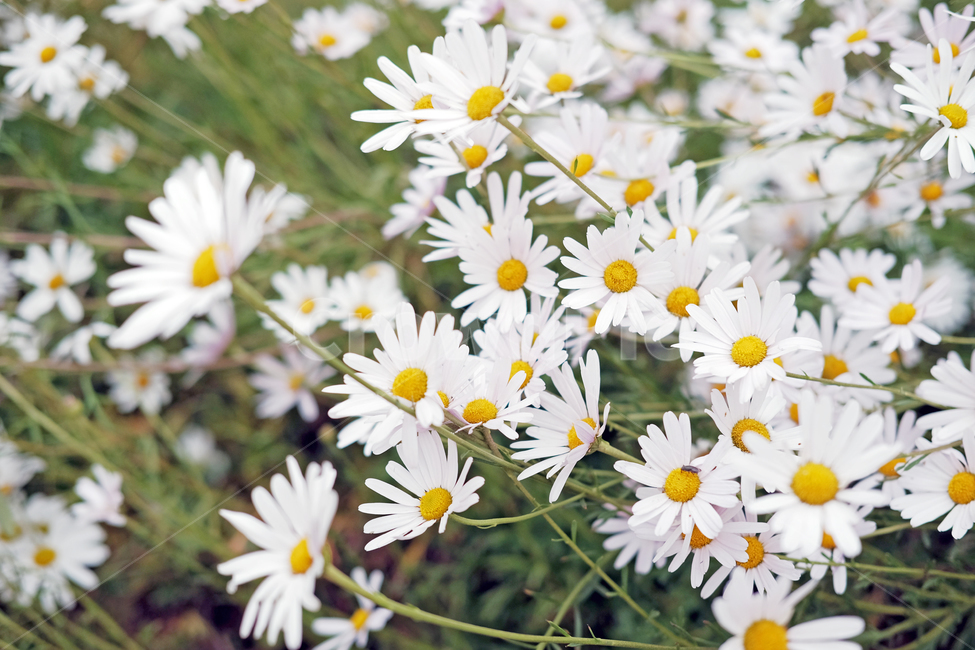꽃,봄,가을,풀,자연,후라이꽃,흰꽃,산,숲,꽃잎,flower,white,mountain,nature,식물,자연,plants,nature,꽃,flower