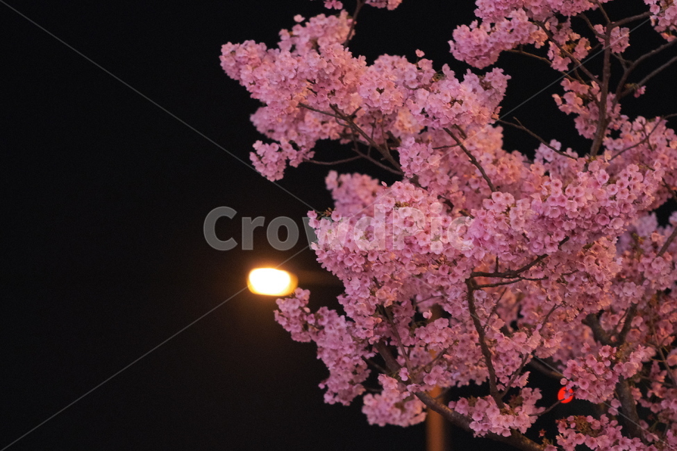 꽃,야경,벚꽃,flower,분홍,pink,야경,밤,풍경,nightscape,night,landscape,식물,자연,plants,nature,꽃,flower,plant,blossom
