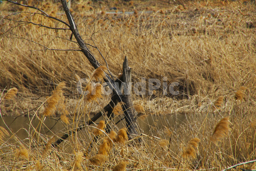 갈대,억새,풀,하천,나무,고목,수목,자연,풍경,nature,landscape