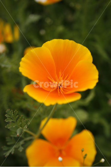 개양귀비,식물,flower,plants,nature,꽃,꽃봉오리,꽃밭,식물,자연,plants,nature,꽃,flower