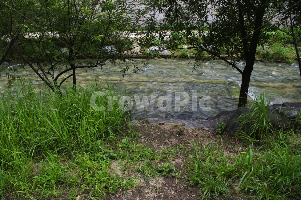 초록,잎,나무,식물,plant,자연,nature,냇가,강,청계천,자연,풍경,nature,landscape,ground,바닥