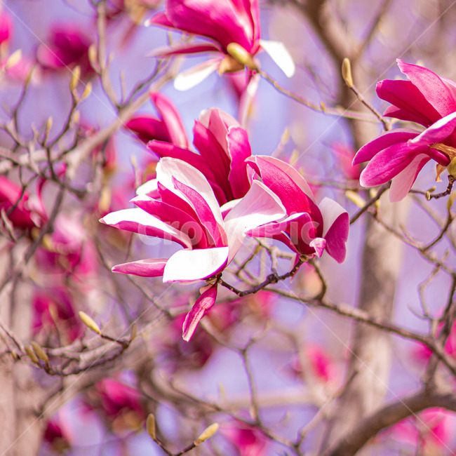 plant,식물,자목련,목련,꽃,봄