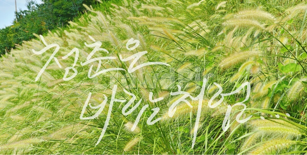 캘리그라피,글자,붓글씨,청춘,바람,식물,자연,plants,nature,캘리그라피,손글씨,calligraphy