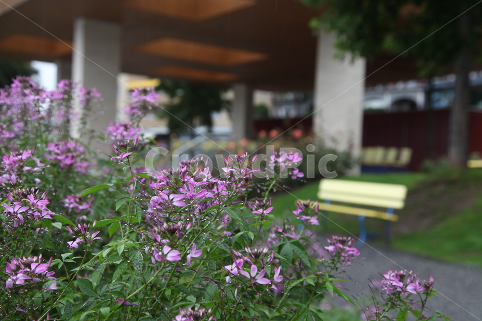 보라색꽃,밴치,휴식,여유,쉼터