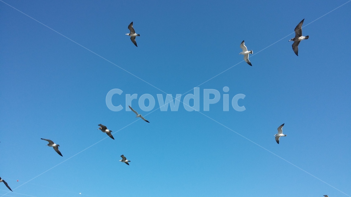 갈매기,새,하늘,새우깡,바다,동물,animal,조류,새,birds