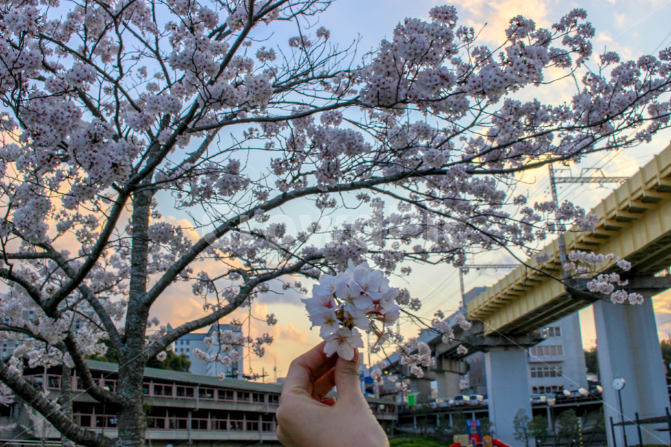 봄,벚꽃,꽃,일본,즉석,감성,손사진,길,공원,자연스러움,spring,japan,도쿄,Tokyo,flower,tree,park,street,photo,feeling,plants,봄,계절,spring,season,식물,자연,plants,nature,꽃,flower,plant,cherry blossom,blossom