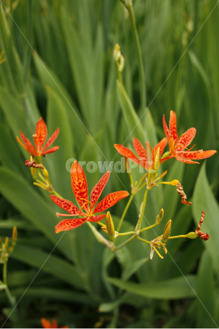 범부채,식물,flower,plants,nature,꽃,꽃봉오리,식물,자연,plants,nature,꽃,flower