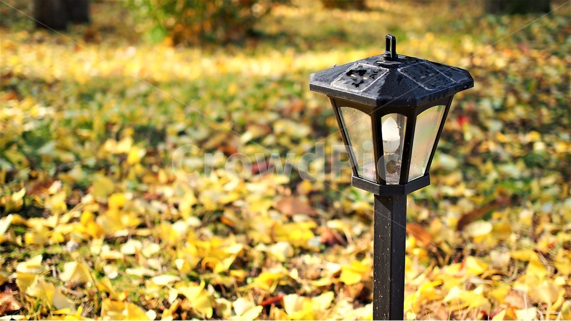 가을,풍경,은행잎,노란색,전등,엽서,감성,단풍,자연,nature,yellow,가로등,가을,계절,fall,autumn,season