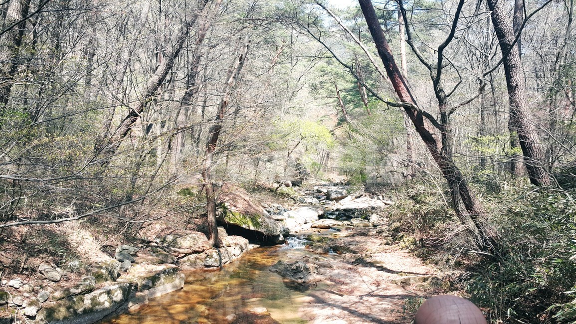 계곡,산,나무,여름,자연,산속,자연,풍경,nature,landscape,water,물,outdoors,옥외,stream,흐름,creek,작은 만