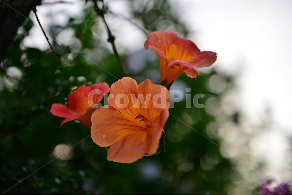 flower,plant,식물,blossom,꽃,능소화,보케,자연