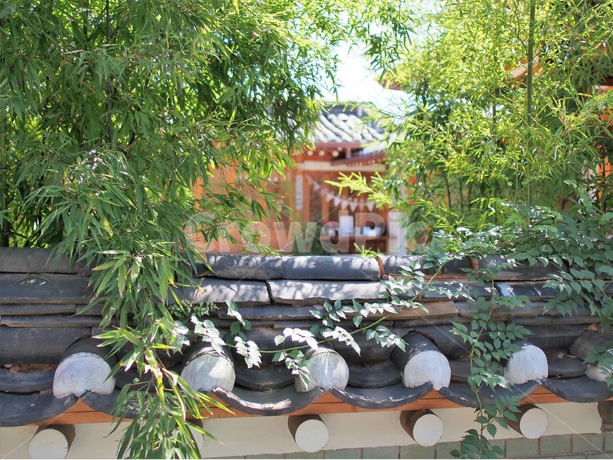 익선동,담벼락,나뭇잎,햇빛,한옥,한국전통,한국문화,korean traditional,korean culture,건축물,건물외관,exterior,building,structure,architecture,construction