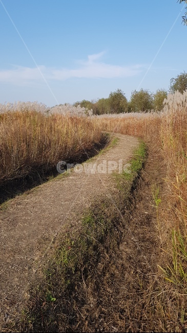 갈대,갈대밭,갈대숲,가을,억새풀,생태공원,autumn,가을,계절,fall,autumn,season,자연,풍경,nature,landscape,dirt road,흙길,road,도로,gravel,자갈,ground,바닥