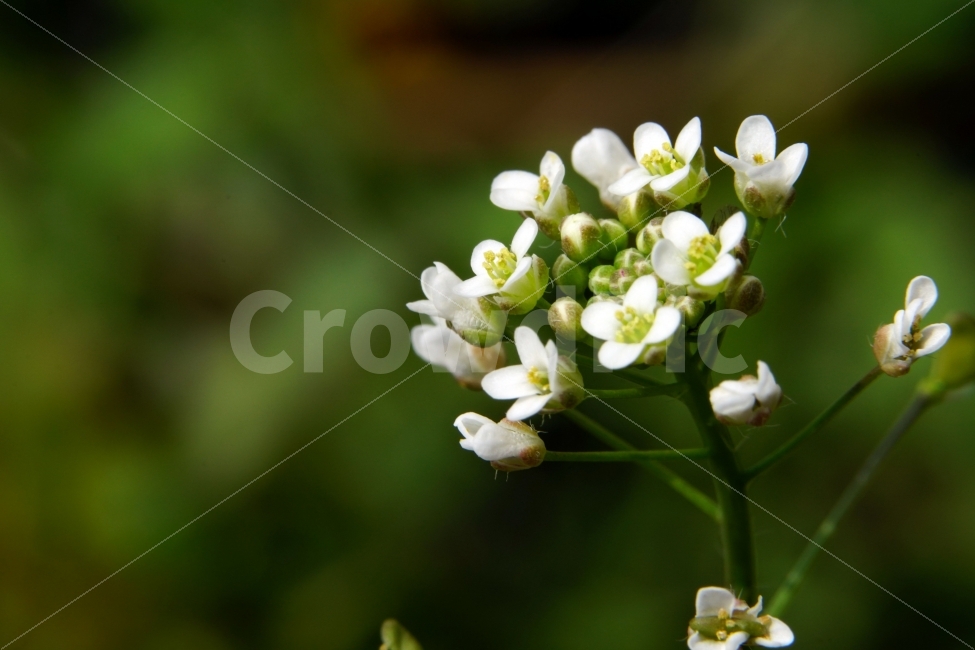 봄,꽃,말냉이,플라워,꽃봉오리,자연,flower,spring,bud,nature,접사,macro,클로즈업,closeup,tree,숲,숲속,산림,삼림,조경,식물,plants,봄꽃,감성,힐링,풍경,landscape,식물,자연,plants,nature,꽃,flower