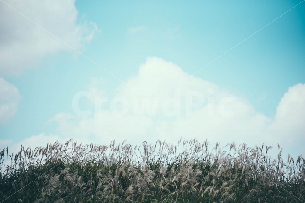 하늘,구름,파란하늘,억새,eulalia,억새풀,식물,자연,풀떼기,가을,계절,fall,autumn,season,자연,풍경,nature,landscape,식물,plants,감성,sensible,feeling,grass,잔디,plant