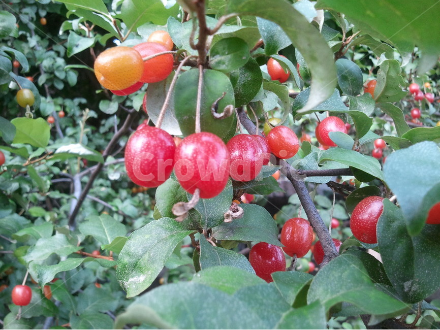 뜰보리수,야앵도,사월자,보리수나뭇과,목반하,붉은열매,식물,자연,plants,nature,과일,열매,fruit