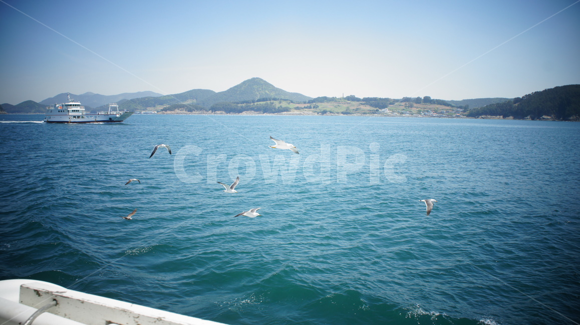 바다,갈매기,날다,시원,청량,sea,fly,seagull,cool