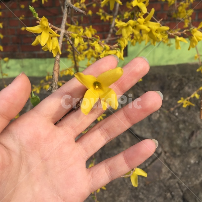 개나리,꽃,노란꽃,손,꽃놀이,개나리꽃,봄,계절,spring,season,꽃,flower,plant,식물
