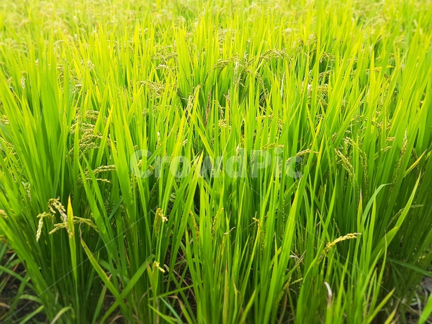 벼,쌀,농사,시골,자연,식물,자연,plants,nature