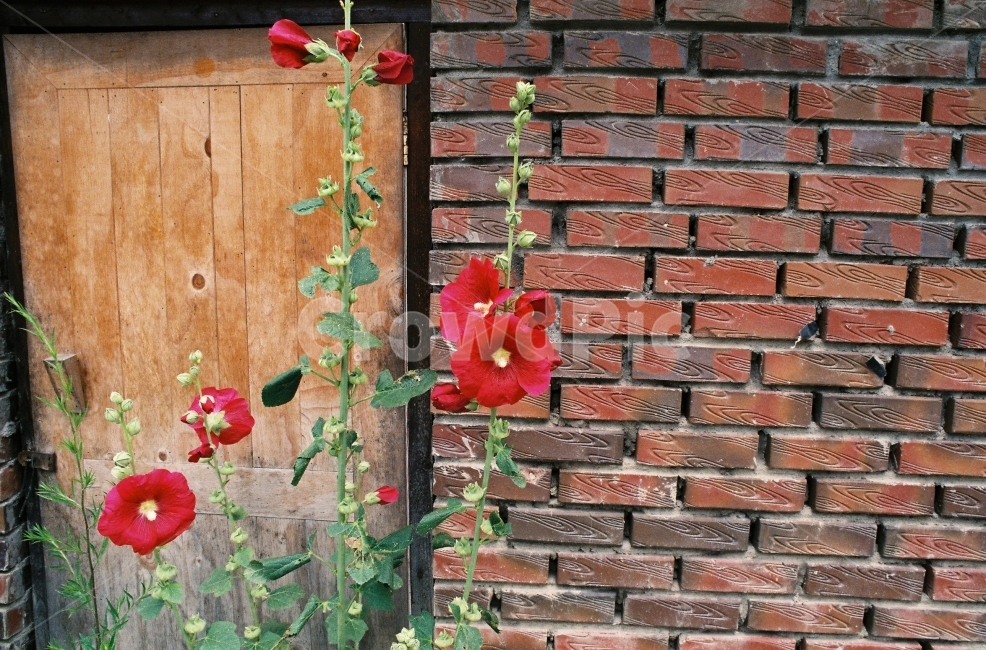 빨강,꽃,자연,벽,감성사진,식물,자연,plants,nature,꽃,flower