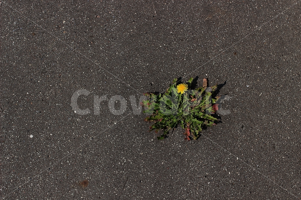 민들레,꽃,아스팔트,도로,의지,강인함,강인,삶,식물,굳셈,식물,자연,plants,nature,꽃,flower