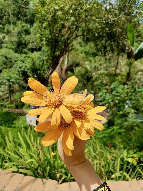 꽃,식물,flower,노란꽃,노랑색꽃,선명한,자연