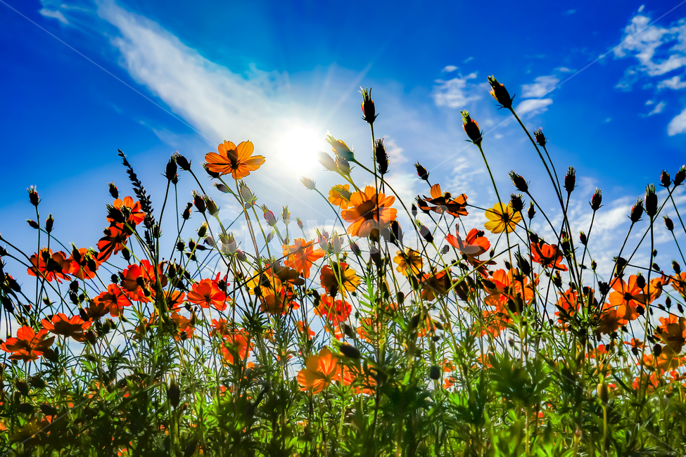 꽃,하늘,색깔,자연,그림,가을,계절,fall,autumn,season,식물,자연,plants,nature,꽃,flower,field,들,outdoors,옥외,grassland,목초지