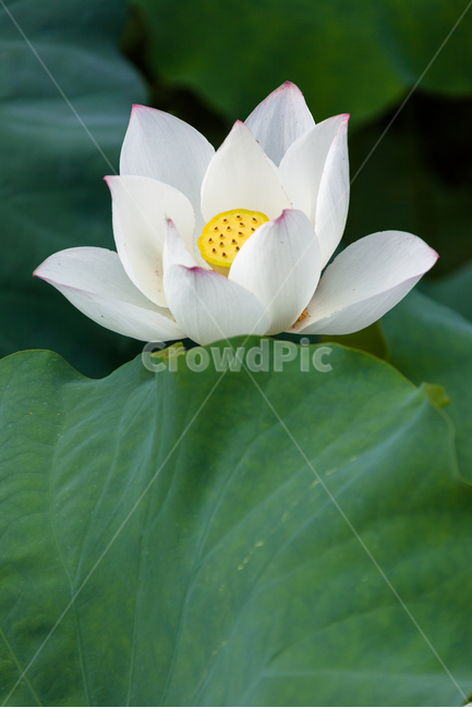 연꽃,불교,여름,식물,정원,꽃잎,꽃,식물,자연,plants,nature,꽃,flower