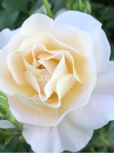 장미,오월,꽃,장미축제,장미꽃사진,식물,자연,plants,nature,꽃,flower