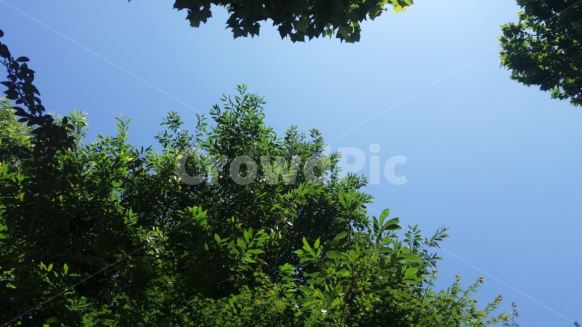 나무,tree,초록,여름,하늘,sky,blue,green,자연,풍경