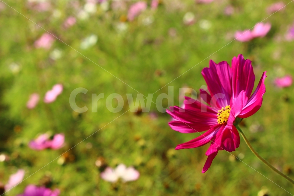 가을,꽃,코스모스,식물,자연,fall,nature,plants,flowers,autumn,자주,붉은꽃,season,가을꽃,꽃잎,가을,계절,fall,autumn,season,식물,자연,plants,nature,꽃,flower,plant