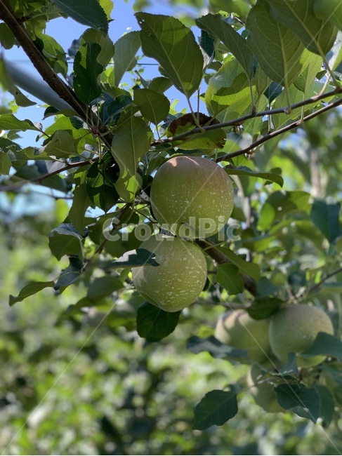 사과,식물,초록,apple,plant,fruit,과일,food,음식,green,과일,열매,fruit